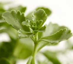 Bio Teppich-Fetthenne 'Purpur Winter'