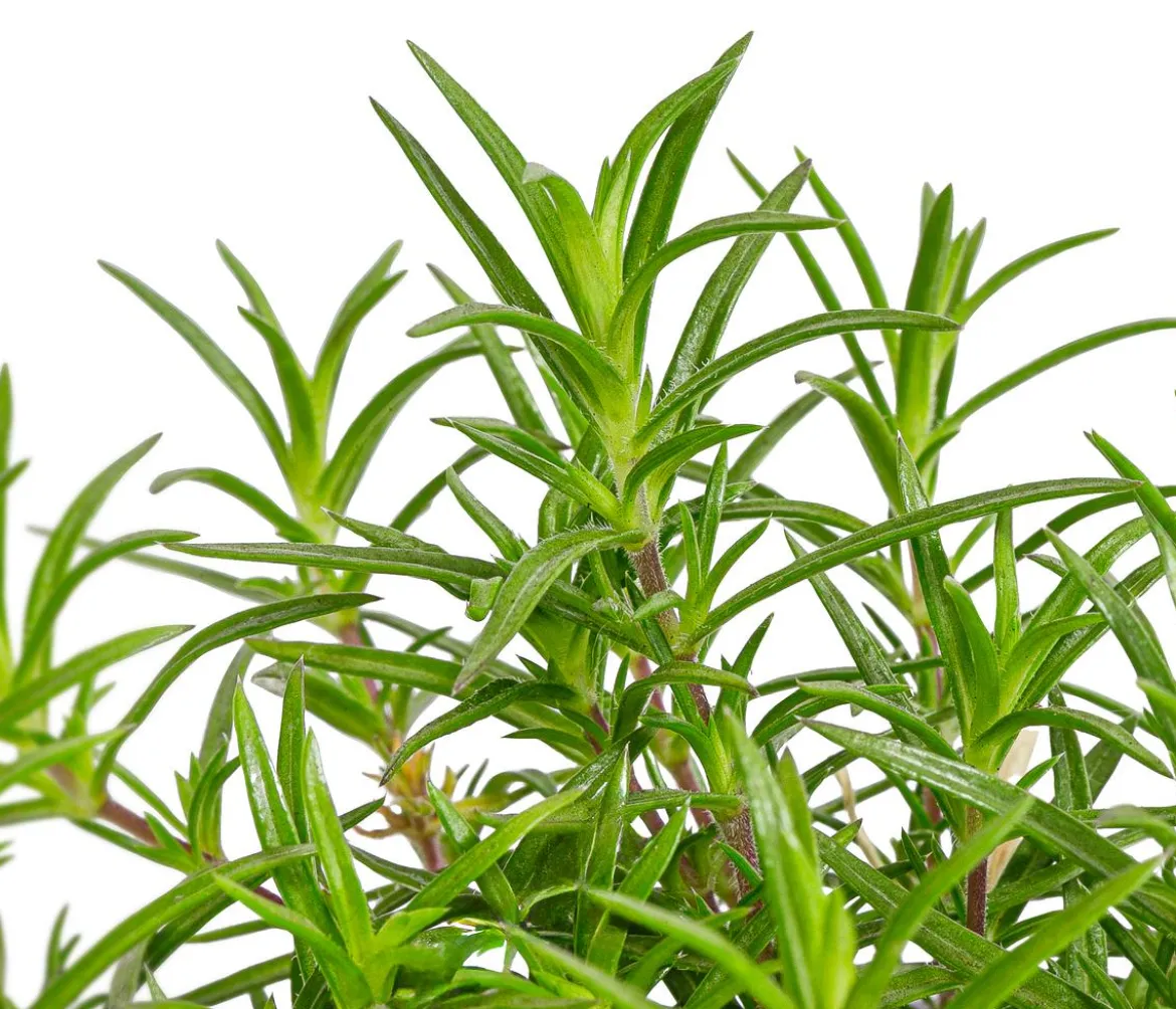 Bio Teppich-Flammenblume 'Bavaria'
