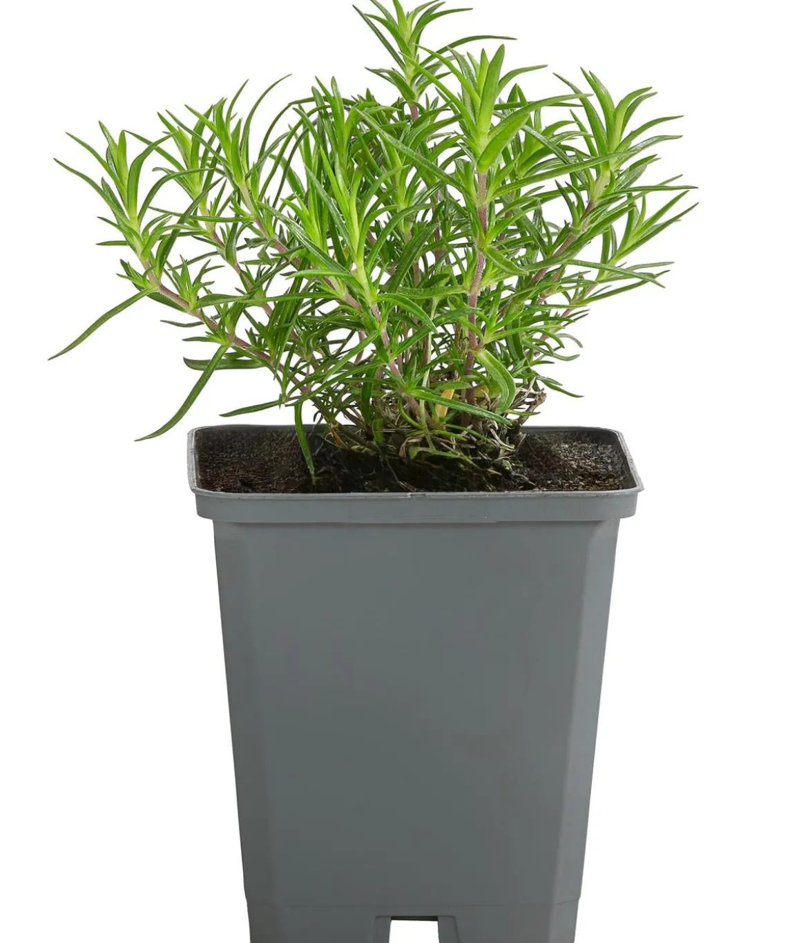 Bio Teppich-Flammenblume 'Bavaria'