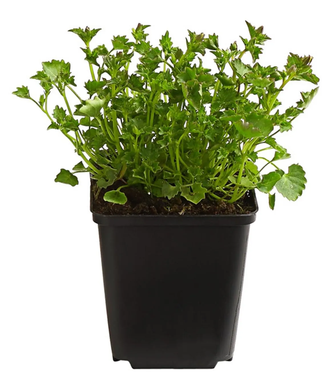 Bio Teppich-Glockenblume