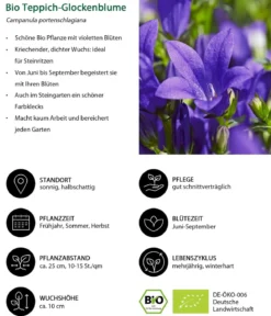 Bio Teppich-Glockenblume