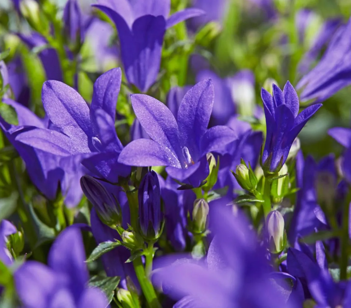 Bio Teppich-Glockenblume