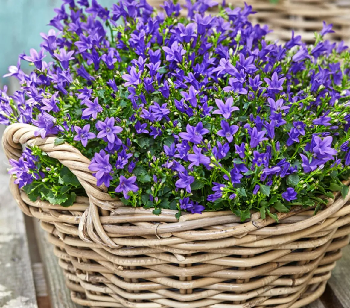 Bio Teppich-Glockenblume