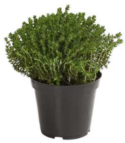 Bio Thymian