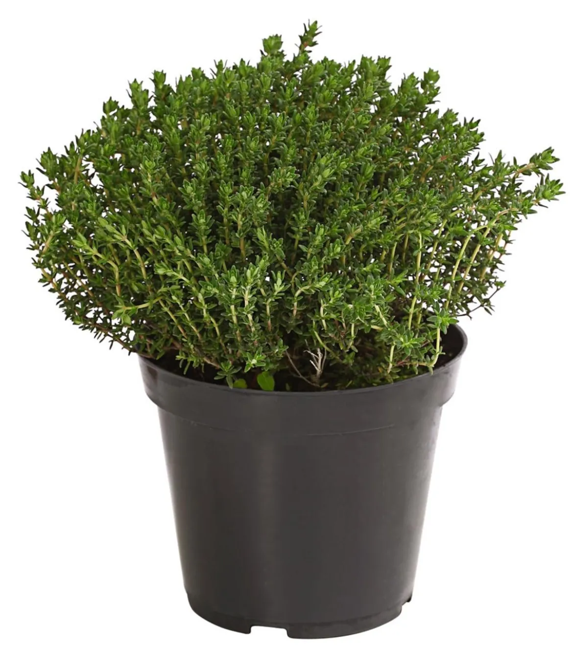 Bio Thymian
