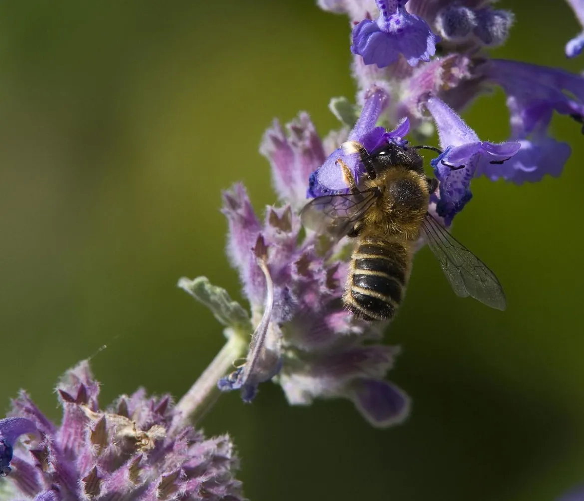 Bio Traubige Katzenminze 'Grog'
