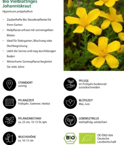 Bio Vielblättriges Johanniskraut