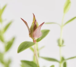 Bio Vielblättriges Johanniskraut