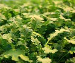 Bio Wasabi Rauke im Pottburri®-Topf
