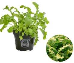 Bio Wasabi Rauke im Pottburri®-Topf