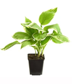 Bio Wellblattfunkie 'Albomarginata'