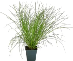 Bio Winkel-Segge