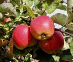 Bio Winterapfel 'Jonagold'