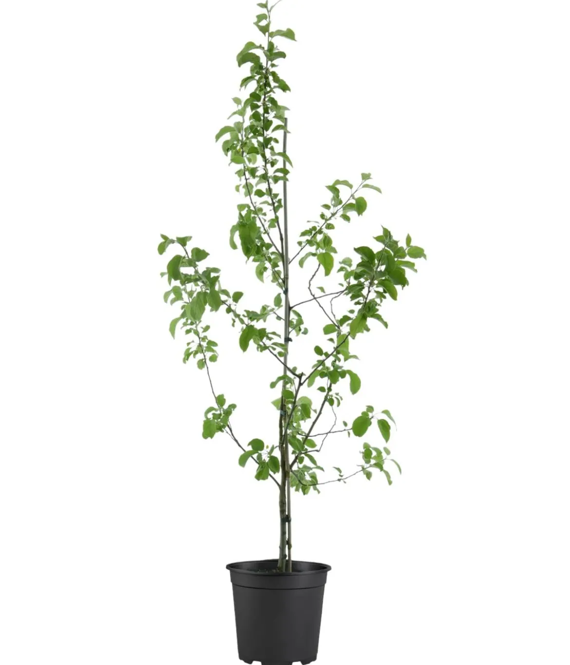 Bio Winterapfel 'Roter Boskoop'