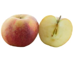 Bio Winterapfel 'Roter Boskoop'