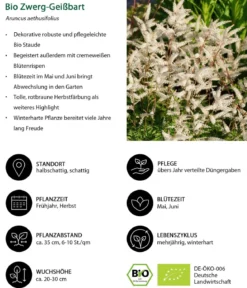 Bio Zwerg-Geißbart