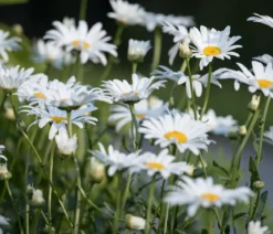 Bio Zwerg-Margerite 'Dwarf Snow Lady'