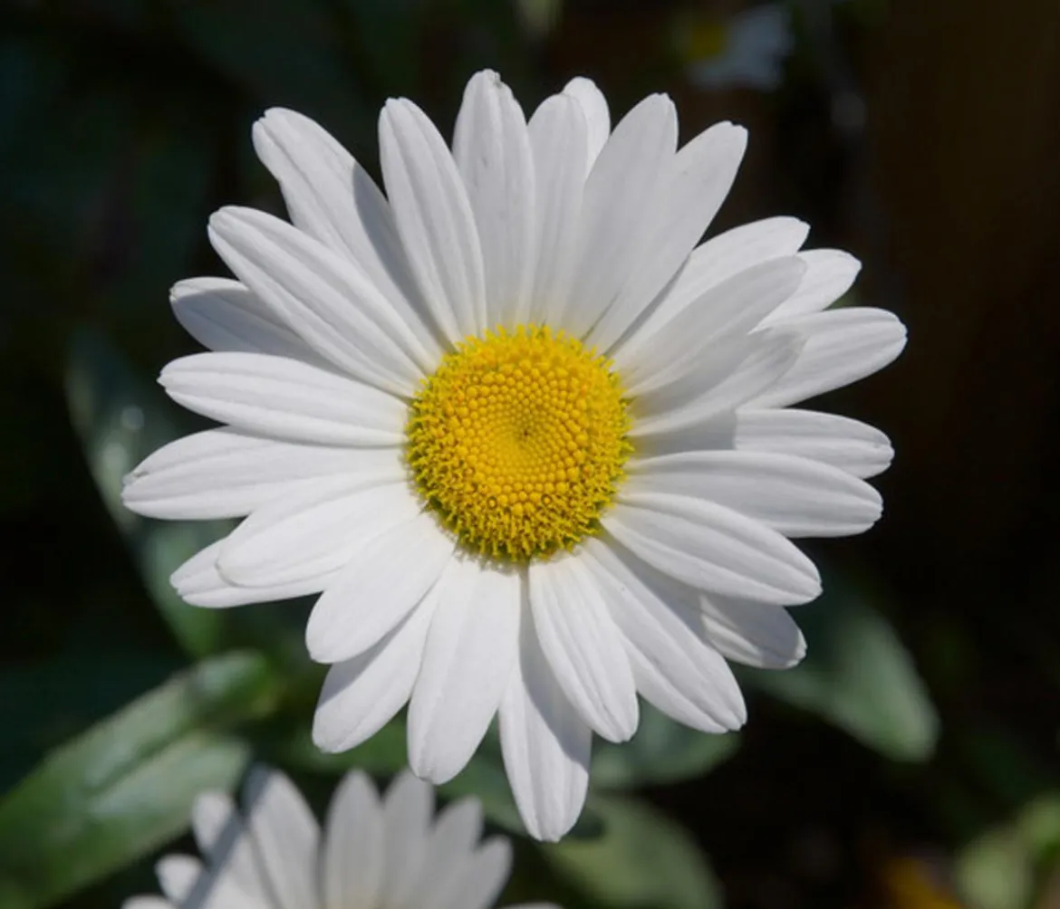 Bio Zwerg-Margerite 'Dwarf Snow Lady'