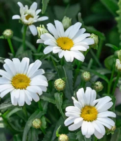 Bio Zwerg-Margerite 'Dwarf Snow Lady'