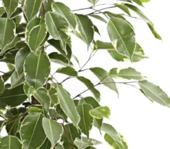 Birkenfeige - Ficus benjamina 'Golden King'