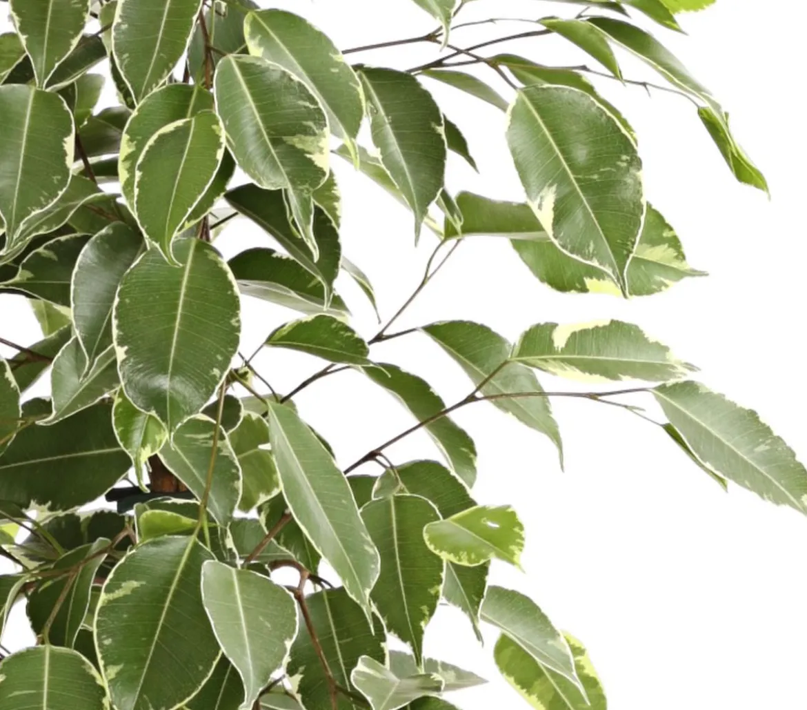 Birkenfeige - Ficus benjamina 'Golden King'
