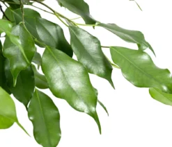 Birkenfeige - Ficus benjamina 'Exotica'