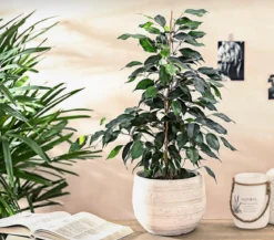 Birkenfeige - Ficus benjamini 'Danielle'