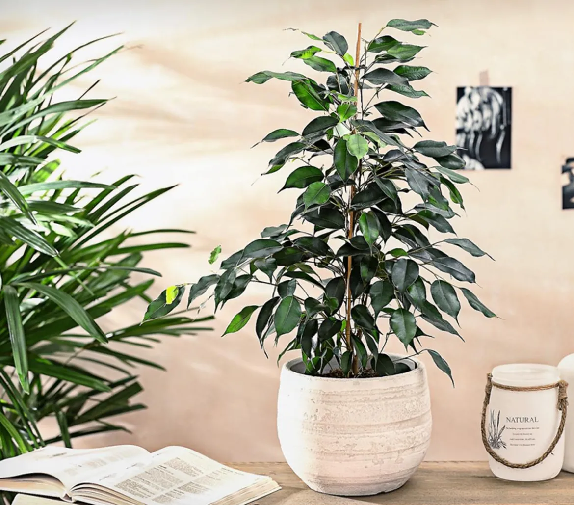 Birkenfeige - Ficus benjamini 'Danielle'