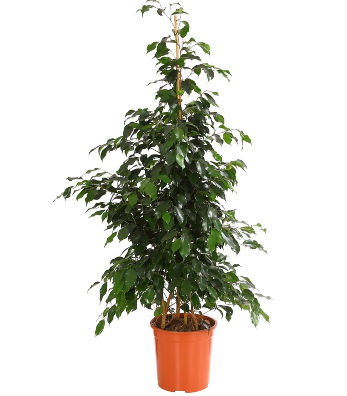 Birkenfeige - Ficus benjamini 'Danielle'