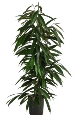 Birkenfeige - Ficus binnendijkii 'Amstel King', Hydrokultur