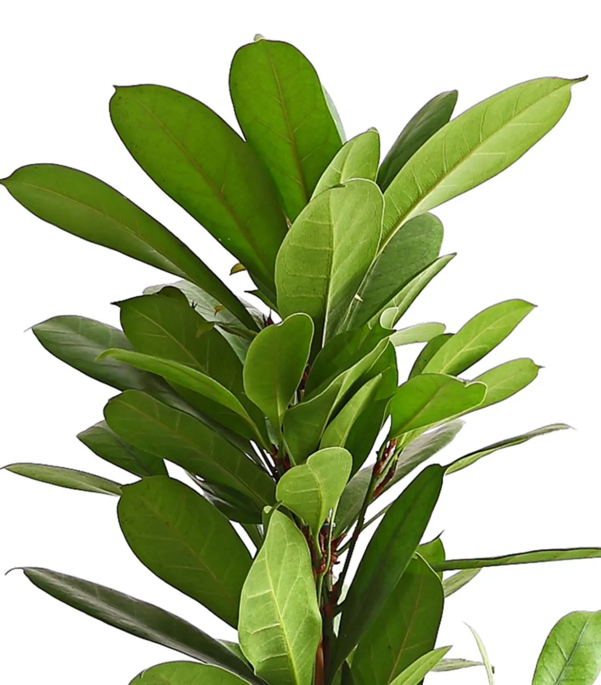 Birkenfeige - Ficus cyathistipula