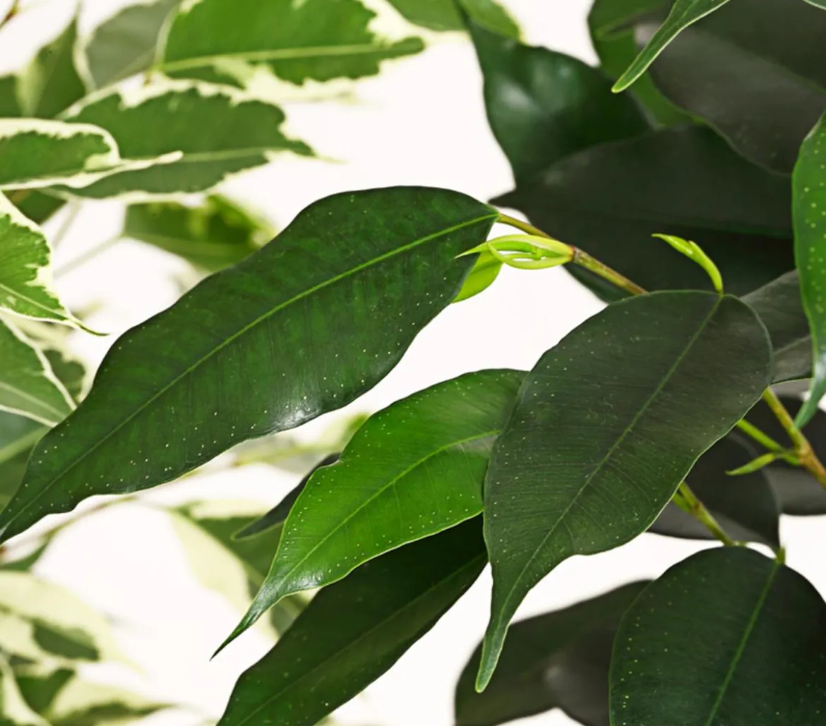 Birkenfeigen-Set - Ficus benjamina, 3-teilig