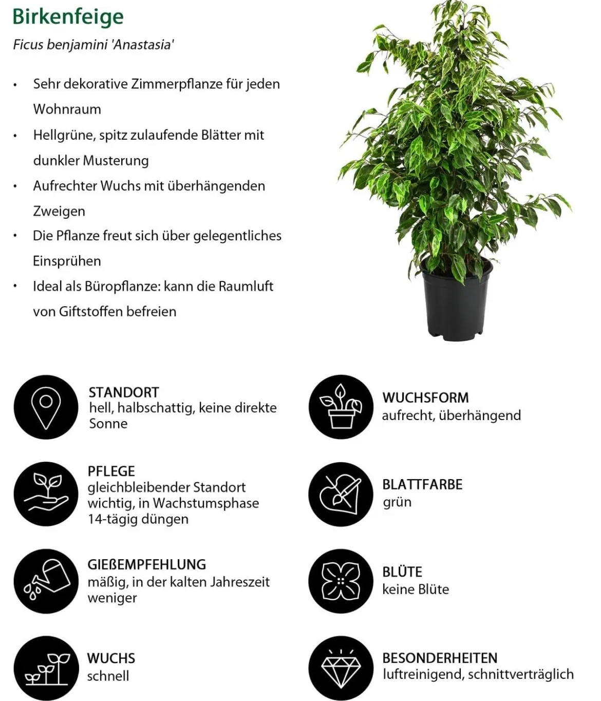 Birkenfeigen-Set - Ficus benjamina, 3-teilig