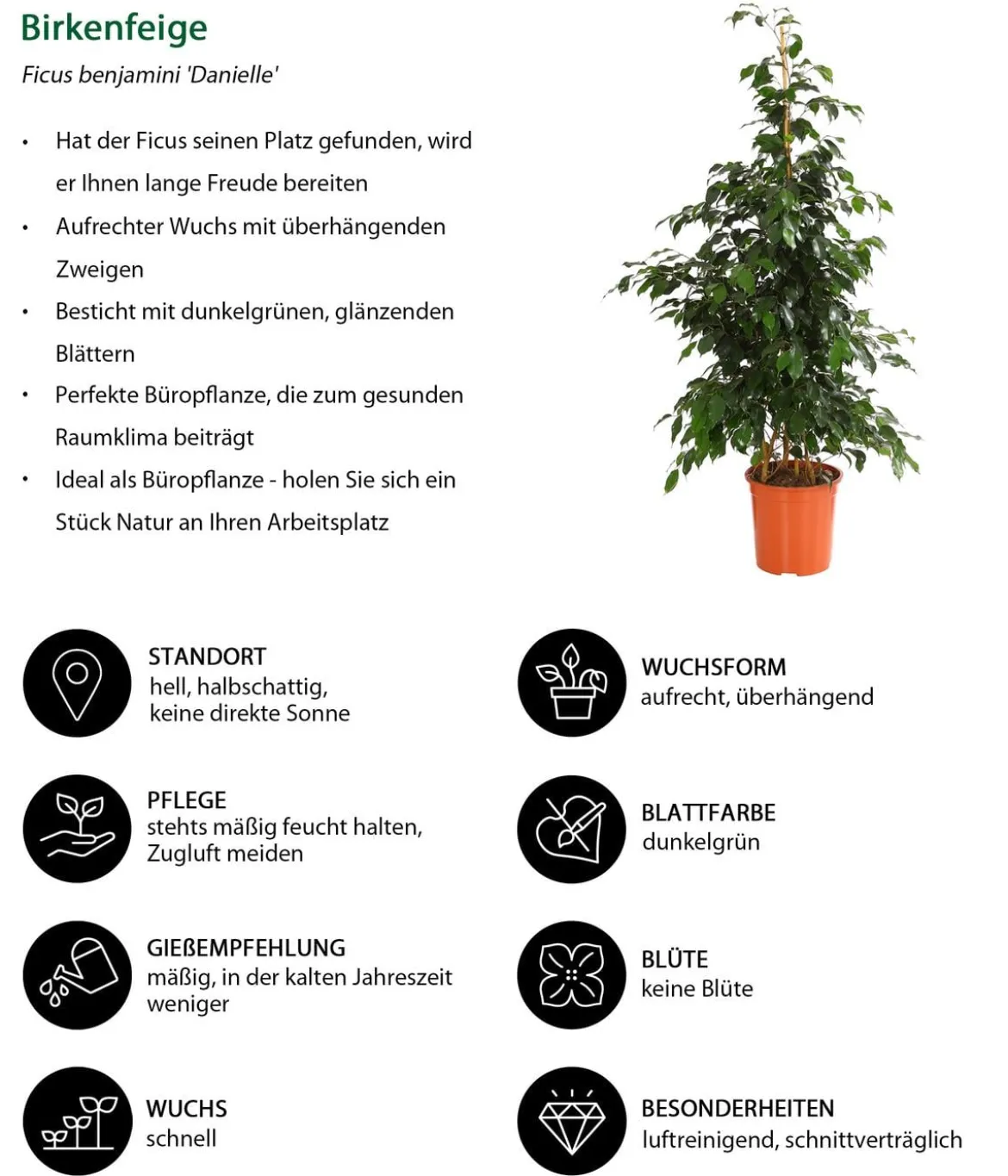 Birkenfeigen-Set - Ficus benjamina, 3-teilig