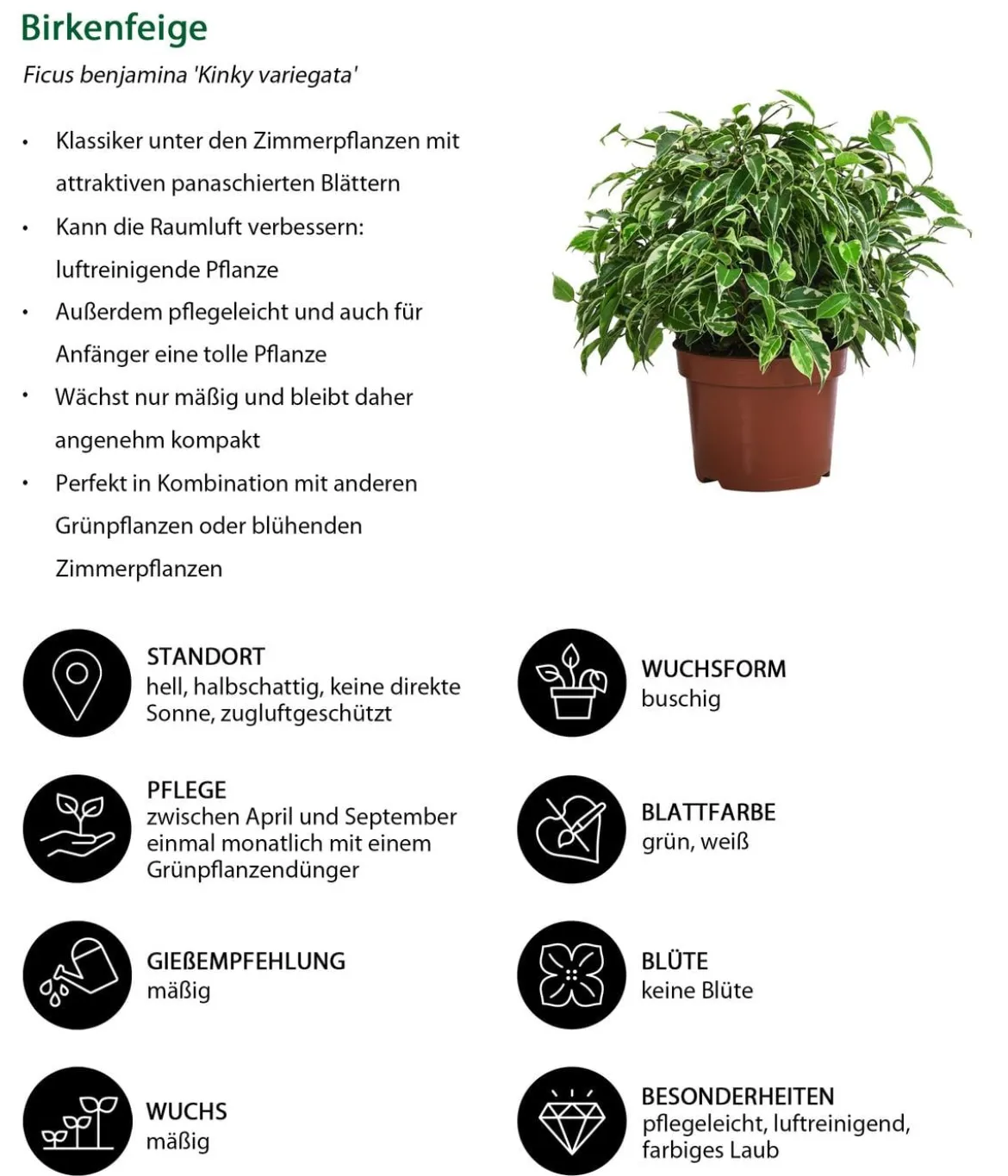 Birkenfeigen-Set - Ficus benjamina, 2-teilig