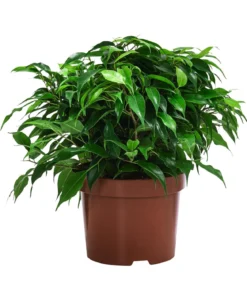 Birkenfeigen-Set - Ficus benjamina, 2-teilig