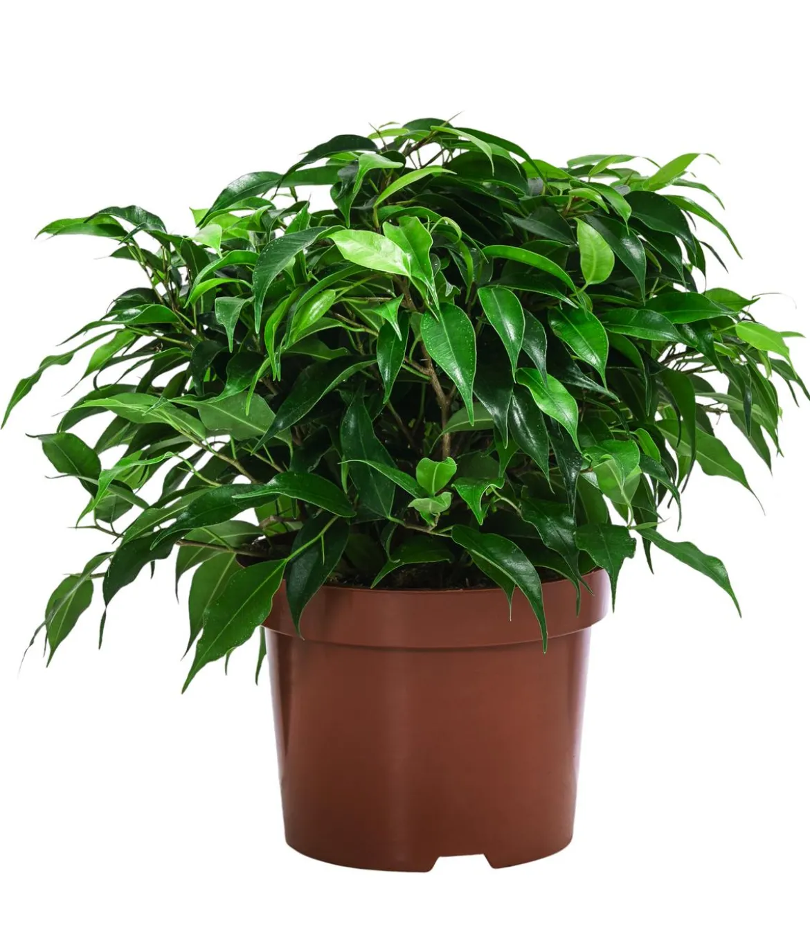 Birkenfeigen-Set - Ficus benjamina, 2-teilig