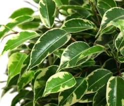 Birkenfeigen-Set - Ficus benjamina, 2-teilig