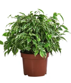Birkenfeigen-Set - Ficus benjamina, 2-teilig