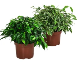 Birkenfeigen-Set - Ficus benjamina, 2-teilig