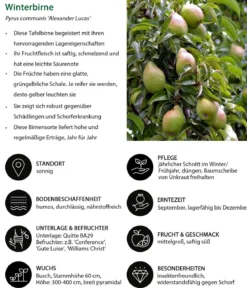 Birnen-Duo 'Alexander Lucas/Clapps Liebling'