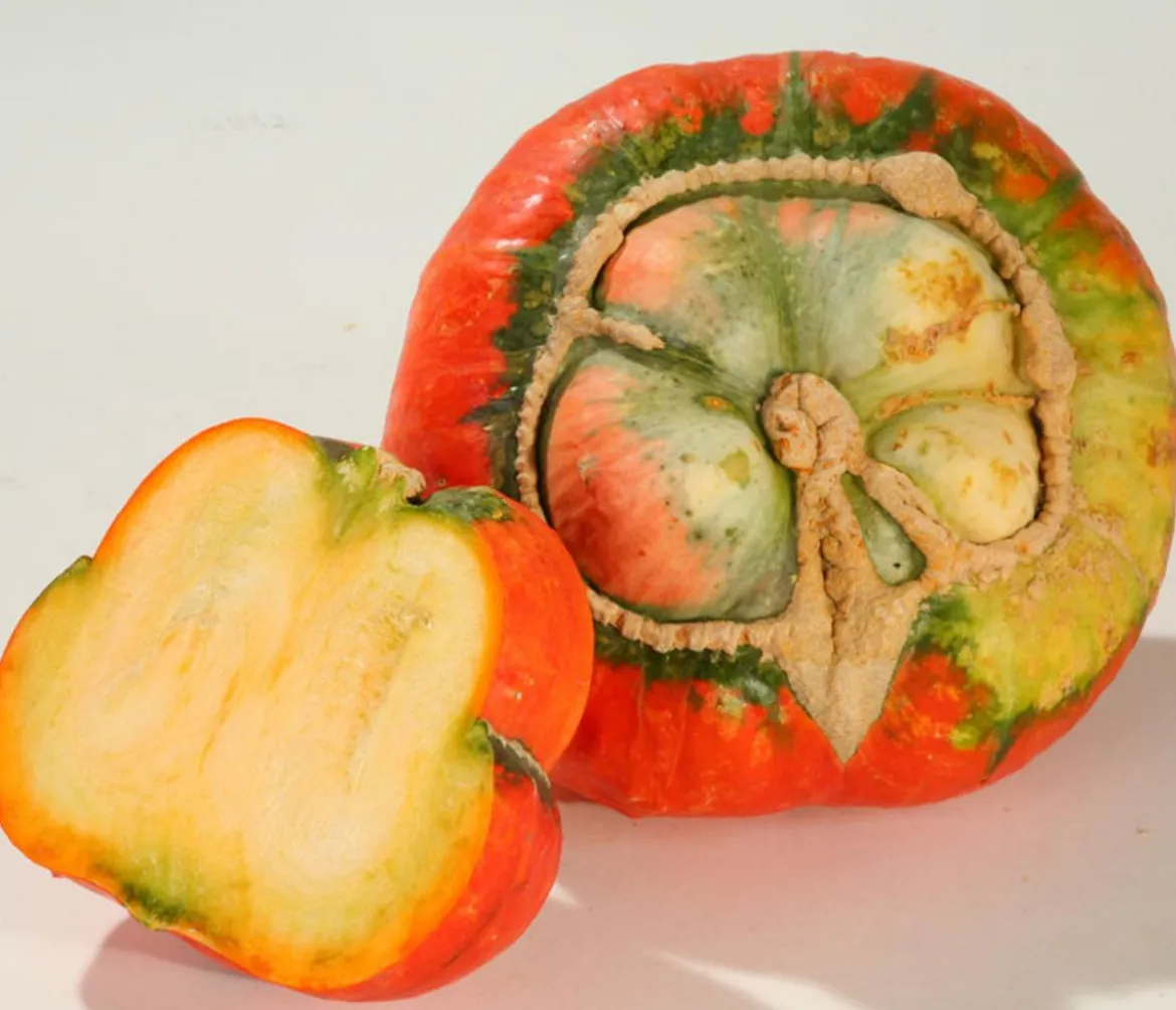 Bischofsmütze-Kürbis