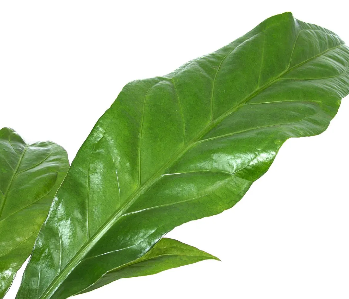 Blattanthurie - Anthurium ellipticum 'Jungle King', Hydrokultur