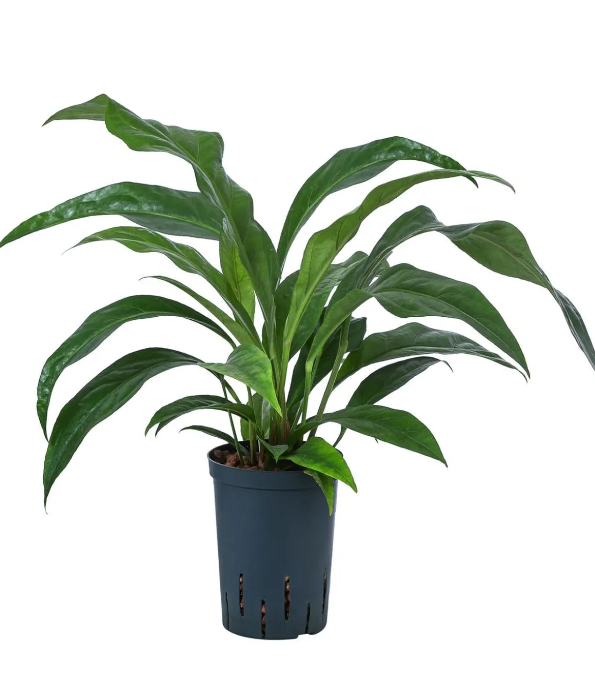 Blattanthurie - Anthurium ellipticum 'Jungle King', Hydrokultur