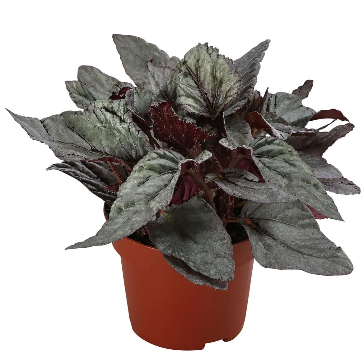 Blattbegonie - Begonia rex-Hybride 'Arctic Breeze'