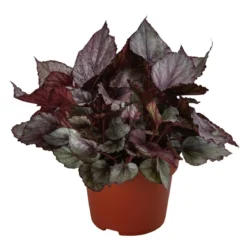 Blattbegonie - Begonia rex-Hybride 'Maori Haze'