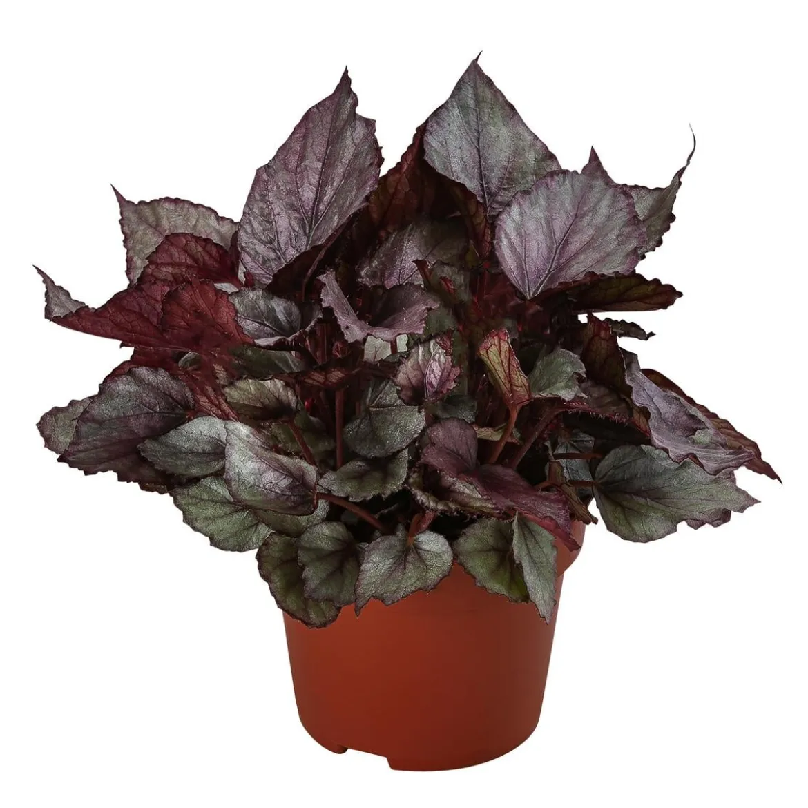 Blattbegonie - Begonia rex-Hybride 'Maori Haze'