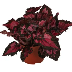 Blattbegonie - Begonia rex-Hybride 'Inca Night'