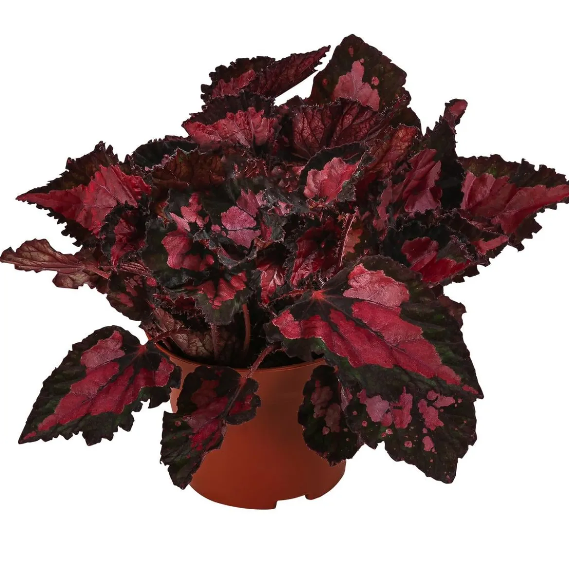Blattbegonie - Begonia rex-Hybride 'Inca Night'
