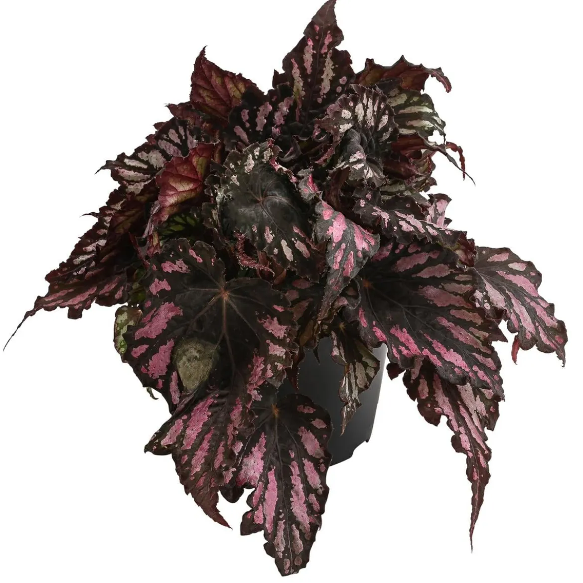 Blattbegonie - Begonia rex-Hybride, verschiedene Sorten